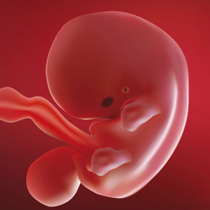 your baby at 3 months in the womb, her facial features can be seen