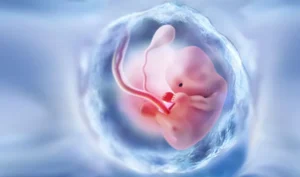 what a baby looks like at 2 months in the womb